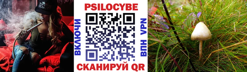 где можно купить   Дубовка  Псилоцибиновые грибы прущие грибы 