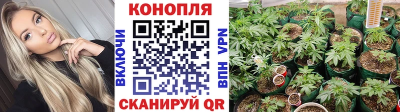 Каннабис Bruce Banner  Дубовка 